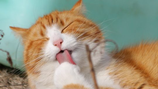 Comprendre le langage corporel des chats : signaux et comportements à interpréter