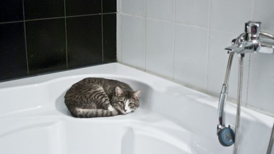 Quelles sont les étapes clés pour un bain apaisant et sans stress pour votre chat ?