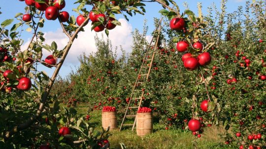 Optimisez la production de fruits : stratégies avancées de taille d&rsquo;arbres