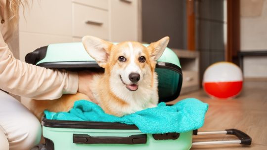 Pension canine : comment assurer le confort de votre chien pendant son séjour ?
