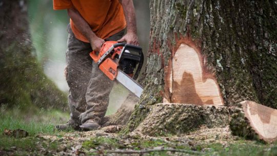 Comment choisir le bon professionnel pour l&rsquo;abattage d&rsquo;arbres ?