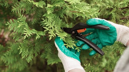 Pourquoi élaguer vos arbres ?