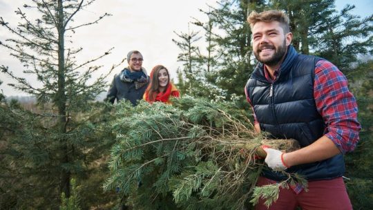 Élagage des conifères : tout ce qu&rsquo;il faut savoir