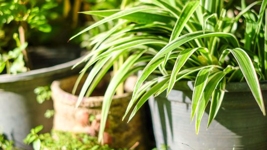 Plantes dépolluantes : les héroïnes de nos intérieurs