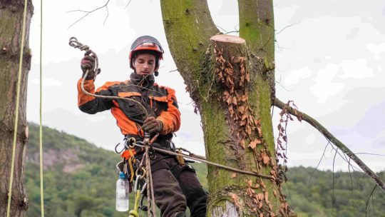 L&rsquo;arbre sous le bistouri : quand l&rsquo;arboriste devient médecin des forêts