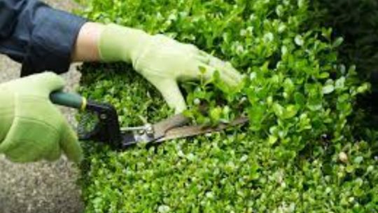Les 10 règles d&rsquo;or pour un entretien de jardin réussi