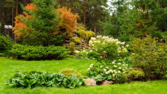 Top 10 des arbustes incontournables pour embellir votre jardin