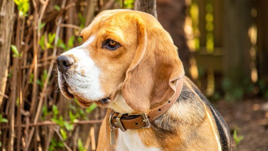 Comment choisir la meilleure pension pour votre chien ?
