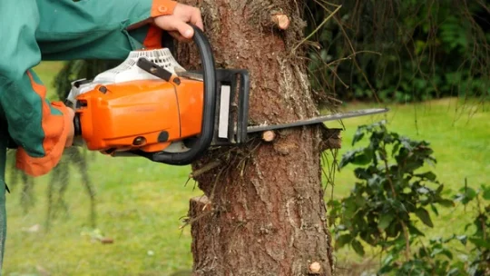 Abattage d&rsquo;arbre : méthodes et précautions essentielles à connaître