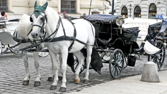 Mariage en calèche : une touche féerique garantie