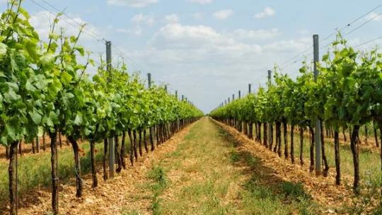 Climat et viticulture : comment le vin s’adapte aux saisons extrêmes ?