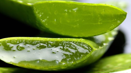 Cosmétiques naturels : pourquoi choisir l’Aloe vera ?