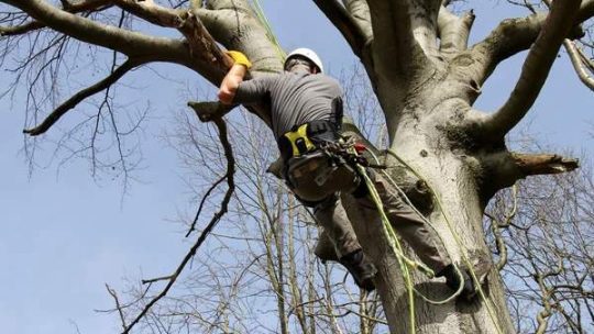 Élagage dangereux : les signes qu’il faut un professionnel