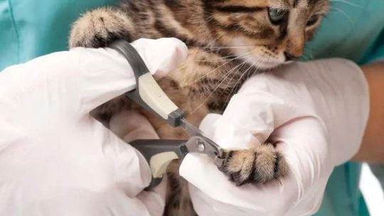 Coupe des griffes de chats : faire appel à un vétérinaire ou un toiletteur ?