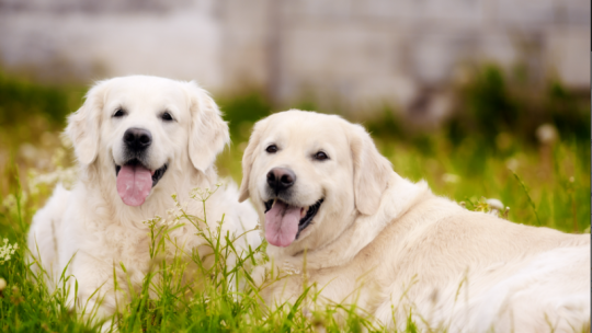 5 critères secrets pour visiter une pension animale