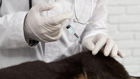 Peut-on vacciner un animal âgé ou malade