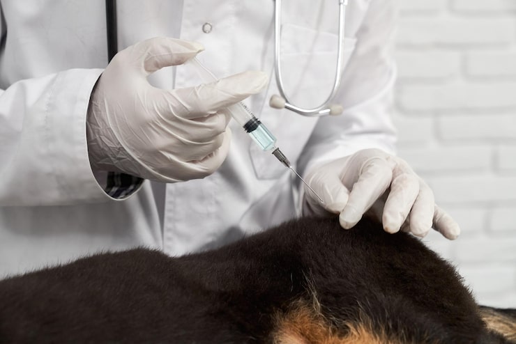 Peut-on vacciner un animal âgé ou malade